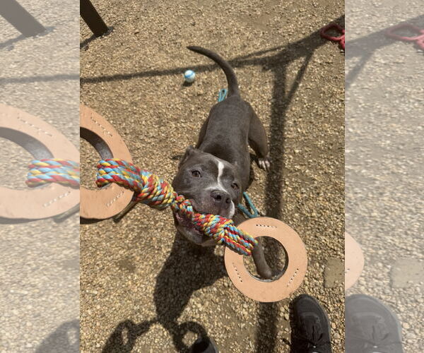 Medium Photo #17 Mutt Puppy For Sale in Philadelphia, PA, USA