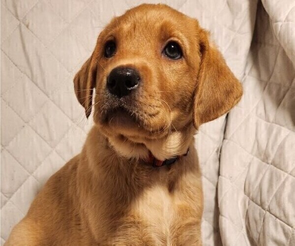 Medium Photo #42 Labrador Retriever Puppy For Sale in BUFFALO, NY, USA
