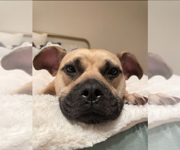 Medium Photo #2 American French Bull Terrier Puppy For Sale in Raleigh, NC, USA