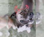 Augie - Male Labrador Retriever-Unknown Mix Dog for Adoption - Small photo