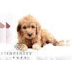 Small #3 Goldendoodle (Miniature)
