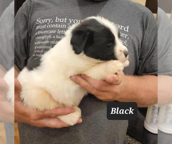 Medium Photo #2 Great Pyrenees-Newfoundland Mix Puppy For Sale in BERESFORD, SD, USA