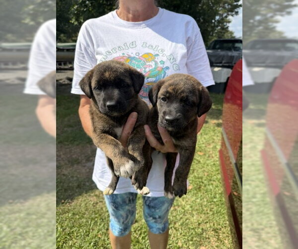 Medium Photo #1 Retriever -Unknown Mix Puppy For Sale in Jackson Township, NJ, USA