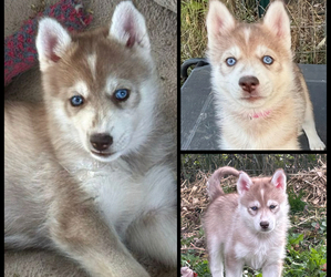Siberian Husky Puppy for sale in WORTHINGTON, KY, USA