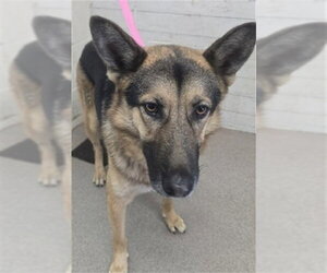 German Shepherd Dog Dogs for adoption in San Bernardino, CA, USA