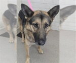 COOKIE - Female German Shepherd Dog Dog for Adoption - Small photo
