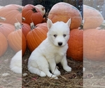Small Photo #6 Siberian Husky Puppy For Sale in DINWIDDIE, VA, USA