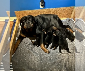 Rottweiler Puppy for Sale in BULLS GAP, Tennessee USA