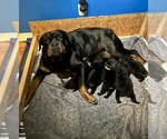 Image preview for Ad Listing. Nickname: Litter of 5