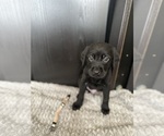 Puppy 2 Chocolate Labrador retriever-German Shepherd Dog Mix