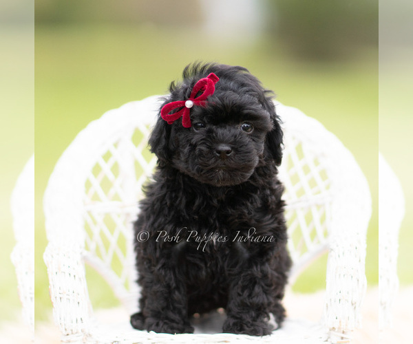 Medium Photo #1 Goldendoodle (Miniature) Puppy For Sale in WARSAW, IN, USA