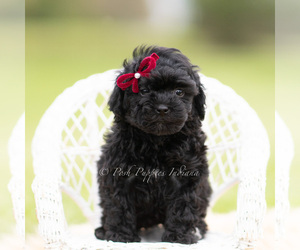 Medium Goldendoodle (Miniature)