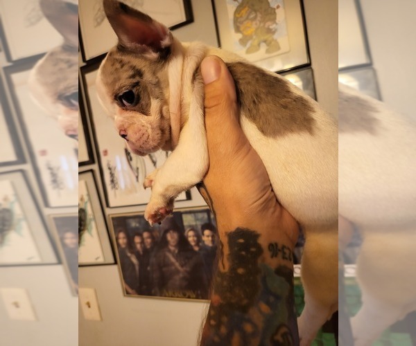 Medium Photo #4 French Bulldog Puppy For Sale in RENSSELAER, NY, USA