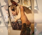 Small Photo #4 French Bulldog Puppy For Sale in RENSSELAER, NY, USA