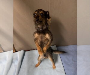Mutt Dogs for adoption in Oak Bluffs, MA, USA