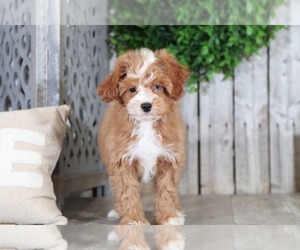Poochon Puppy for sale in MOUNT VERNON, OH, USA