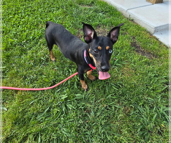 Medium Photo #4 Chihuahua-Unknown Mix Puppy For Sale in Virginia Beach, VA, USA