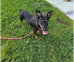 Small #3 Chihuahua Mix