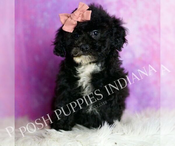 Medium Photo #76 Poodle (Toy) Puppy For Sale in WARSAW, IN, USA