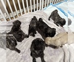 Small #14 Pug