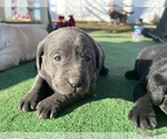 Small Photo #5 Labrador Retriever Puppy For Sale in QUINCY, MI, USA