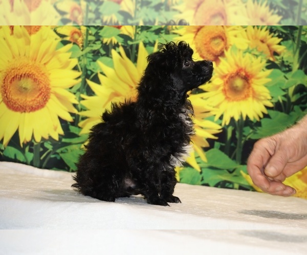 Medium Photo #5 Poodle (Toy) Puppy For Sale in DYERSBURG, TN, USA