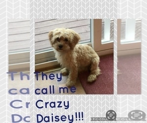 Mother of the Poodle (Toy)-Yorkshire Terrier Mix puppies born on 04/28/2025