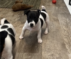 Jack Russell Terrier Puppy for sale in BELLE, MO, USA