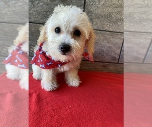 Poodle (Toy)-Schnoodle (Miniature) Mix Puppy for sale in RICHMOND, IL, USA