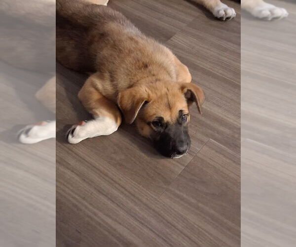 Medium Photo #4 Bullmastiff-Unknown Mix Puppy For Sale in Bellingham, WA, USA