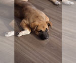Small #3 Bullmastiff Mix