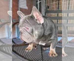 Father of the French Bulldog puppies born on 08/11/2023