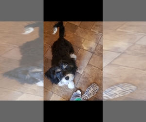 Bernedoodle Puppy for sale in AUBURN, IN, USA