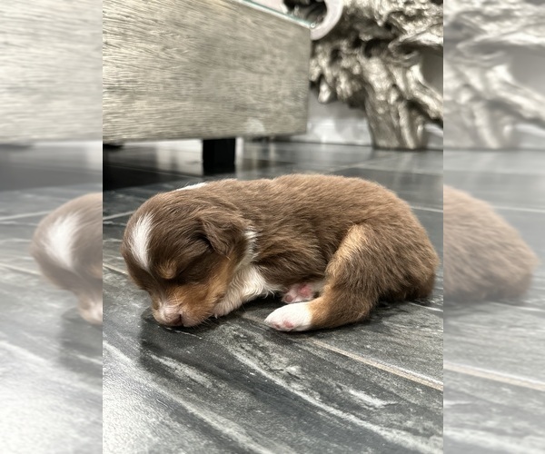 Medium Photo #42 Australian Shepherd Puppy For Sale in NEW BRAUNFELS, TX, USA