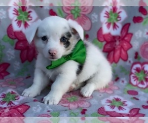 Pembroke Welsh Corgi Puppy for sale in LANCASTER, PA, USA