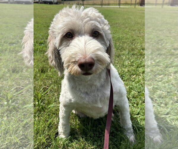Medium Photo #4 Goldendoodle (Miniature) Puppy For Sale in Pacolet, SC, USA