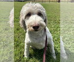 Small #3 Goldendoodle (Miniature)