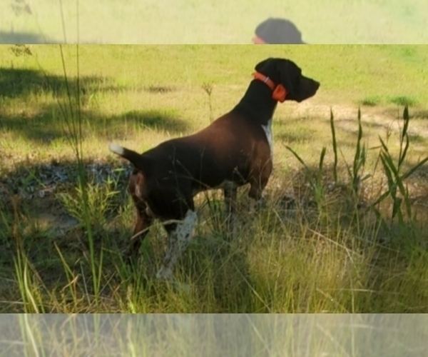 Medium Photo #9 German Shorthaired Pointer Puppy For Sale in BLUE SPRINGS, MS, USA