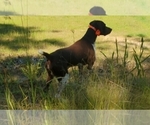 Small Photo #9 German Shorthaired Pointer Puppy For Sale in BLUE SPRINGS, MS, USA