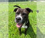 Small #13 Boxer Mix