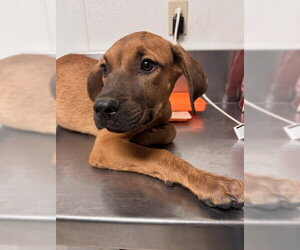 Boxer-Unknown Mix Dogs for adoption in Bakersfield, CA, USA