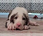 Puppy Paisley Great Dane