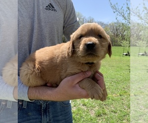 Golden Retriever Puppy for sale in BUFFALO, MO, USA