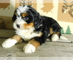 Small Photo #2 Miniature Bernedoodle Puppy For Sale in MILLERSBURG, OH, USA