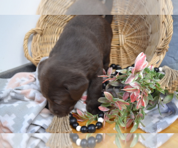Medium Photo #1 Labrador Retriever Puppy For Sale in GREENWOOD, WI, USA