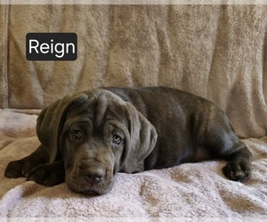 Cane Corso Puppy for sale in MINERAL WELLS, WV, USA