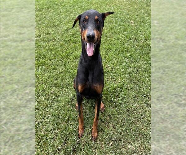 Medium Photo #1 Doberman Pinscher Puppy For Sale in Riverside, CA, USA