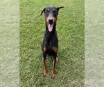 Small Doberman Pinscher