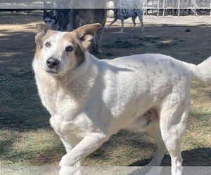 Australian Cattle Dog-German Shepherd Dog Mix Dogs for adoption in San Bernardino , CA, USA