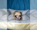 Puppy 4 French Bulldog